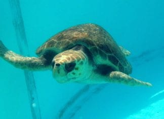 The Turtle Hospital • Marathon