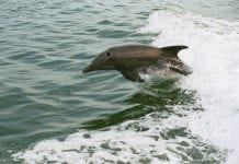 Easy Adventures Boat Tours • Islamorada