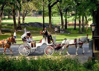 Central Park, Strawberry Fields, Carriage Rides • NYC